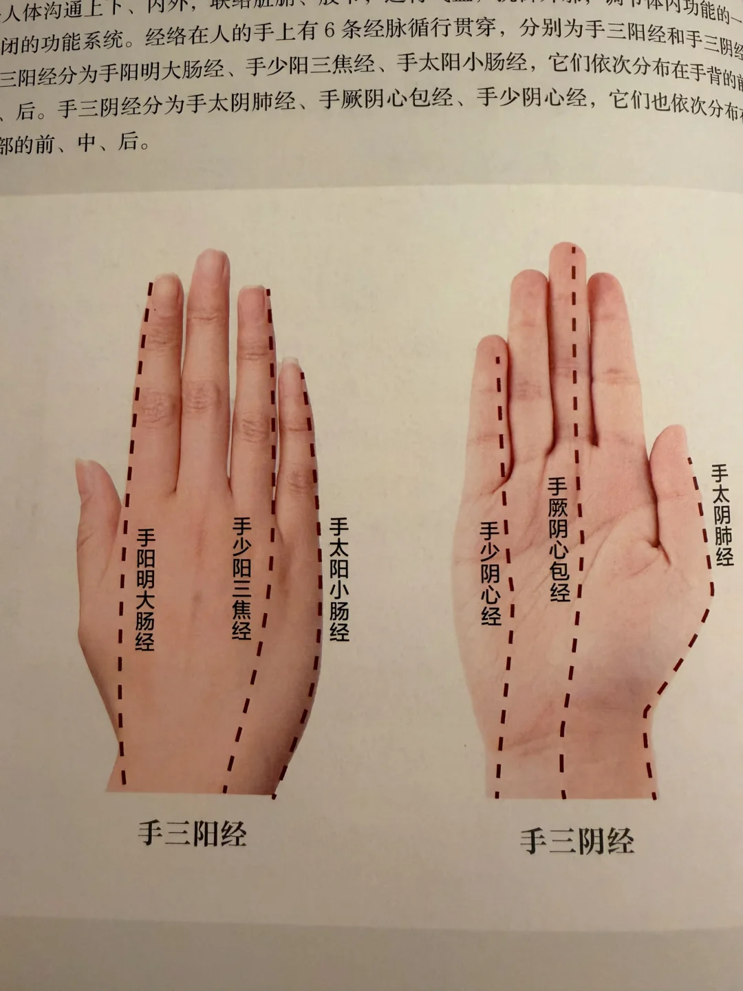 手靠经脉的流畅、气血的充盈，才可强劲有力