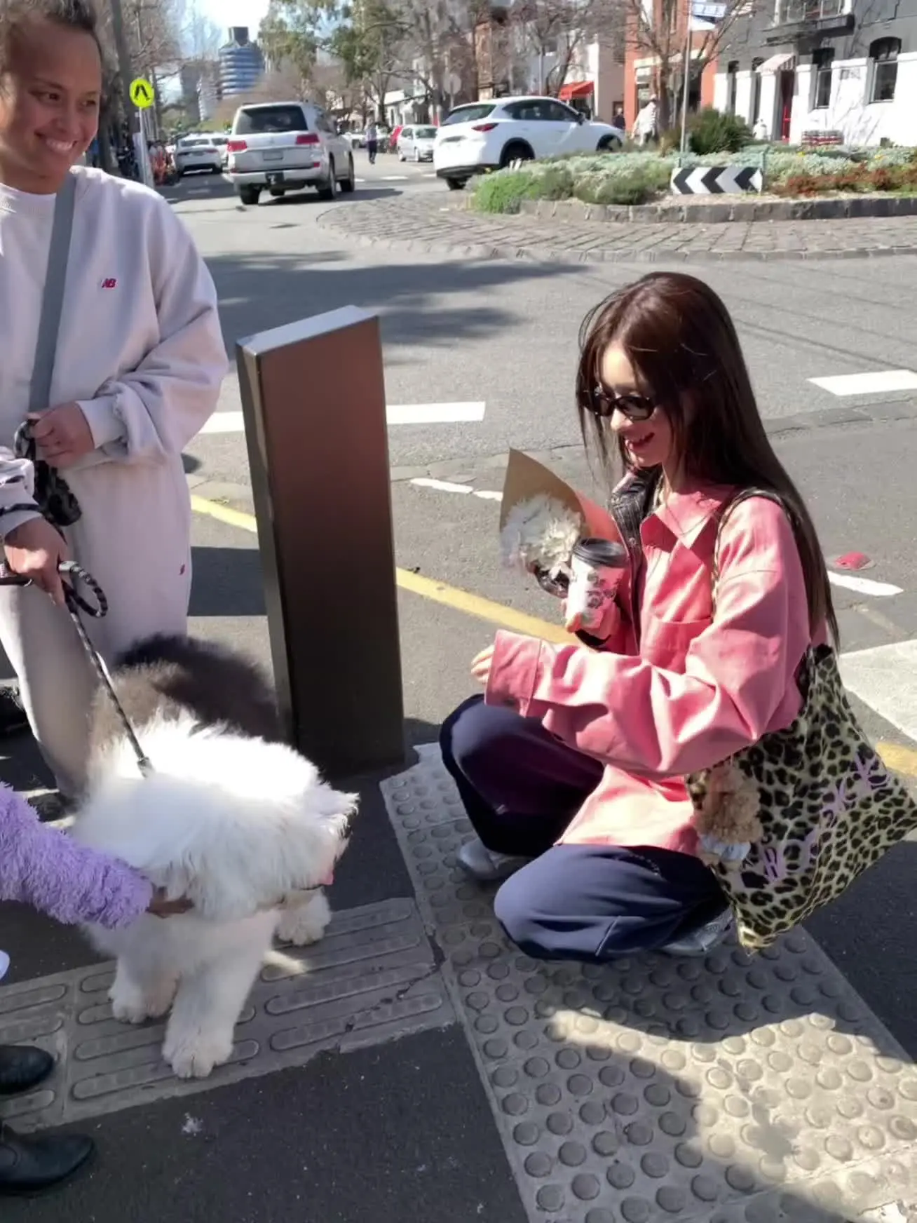 在墨尔本有摸不完的修狗🐶