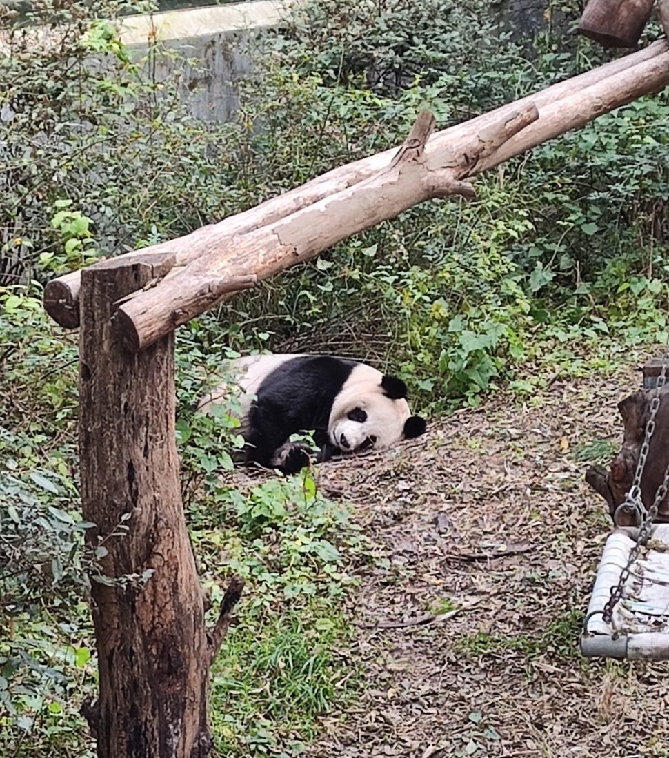 花了一天逛完红山，真是很棒的一个动物园呀 