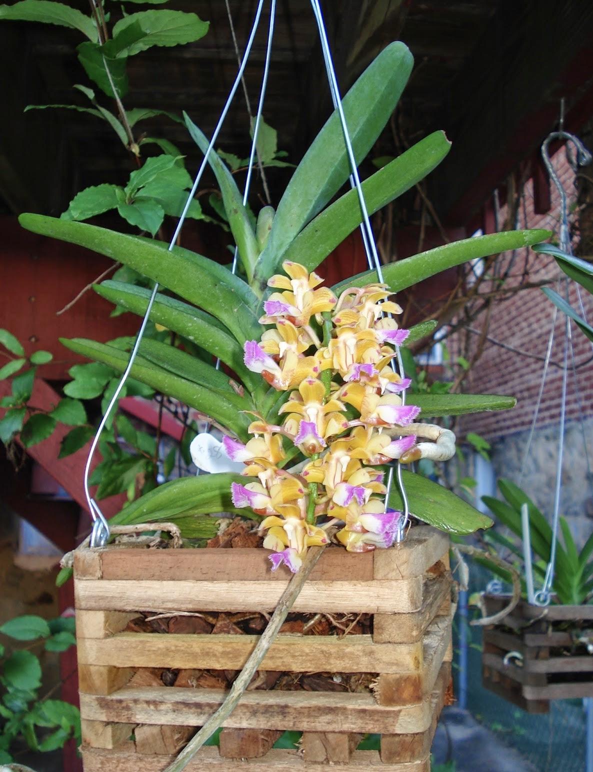 Aerides houlletiana｜黄玫瑰指甲兰
分类：兰科指甲兰属单轴附生