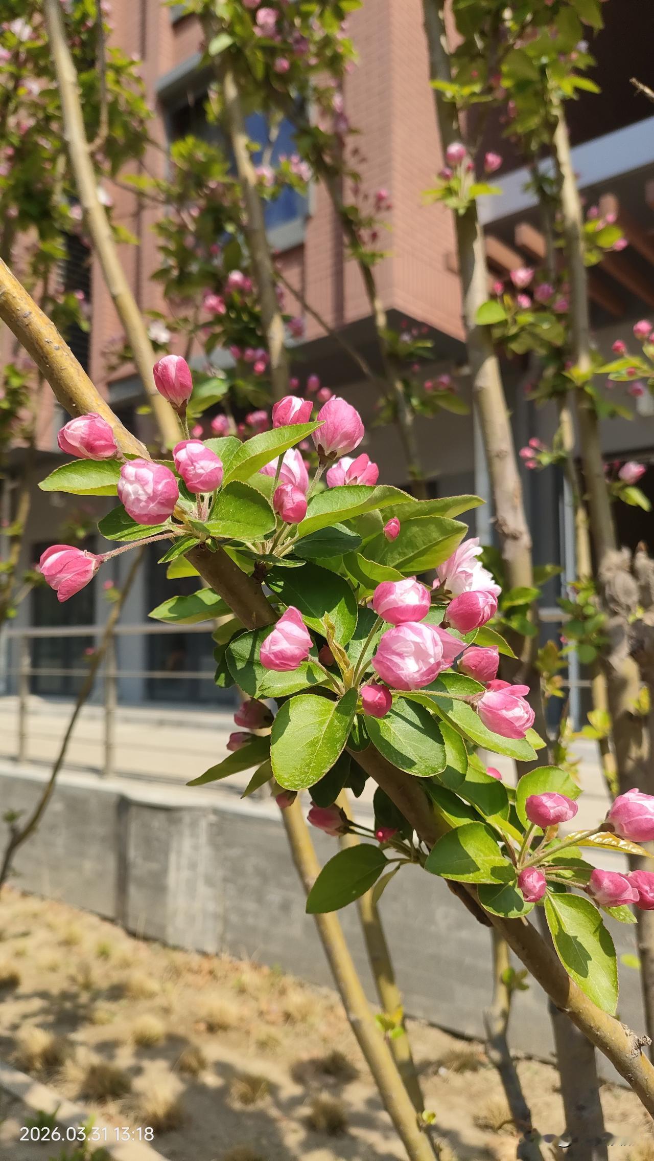 在望坛新苑新建的楼房前，拍照留念。