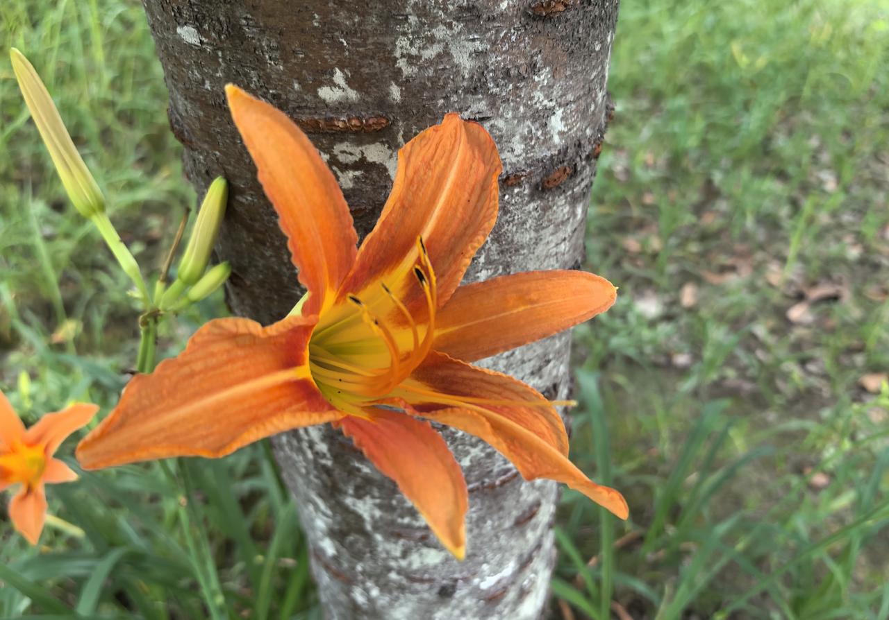 萱草花（六）