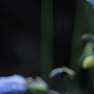 0000紫露草种植1. 光照与温度光照：喜明亮散射光，亦耐半阴，宜置于东向或北向