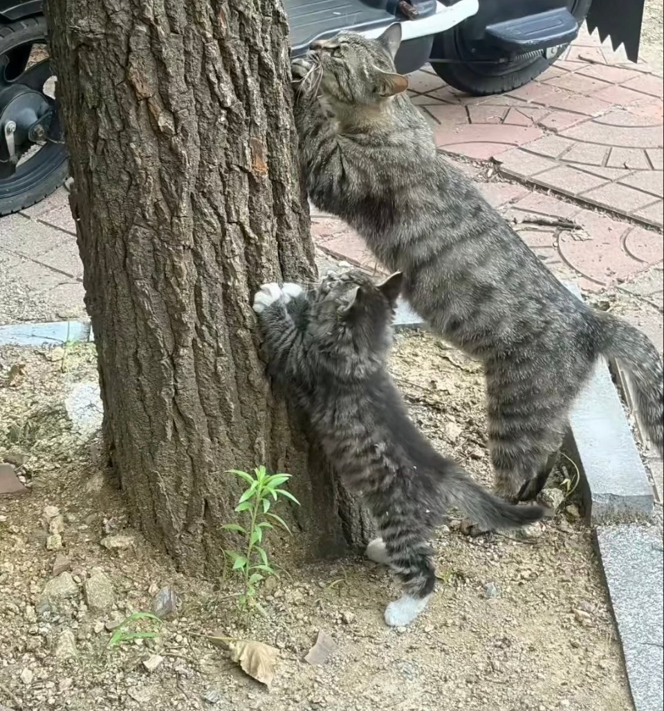 麻麻，我们在干嘛？在给小树挠痒痒。猫麻麻好好啊，还给宝宝带上了白手套。 