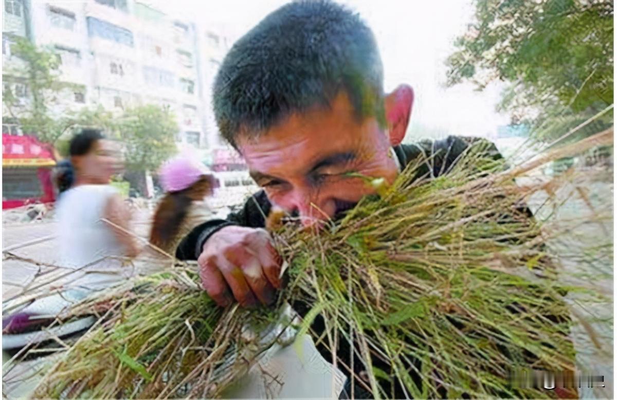 他34年吃了40吨草，闻到肉味就想吐，每天就靠吃草充饥，身体非常健康，后来去医院