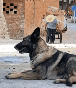 这只狗狗，值得我们善待它！广西玉林，一个老人正在吃力的拉着一车废品，上坡路段，有