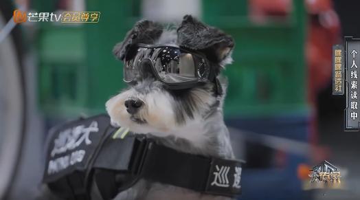 大张伟探案暂停先追狗 线索墙被狗爪印全面覆盖！大张伟举着零食袋开启诱捕模式，墨镜