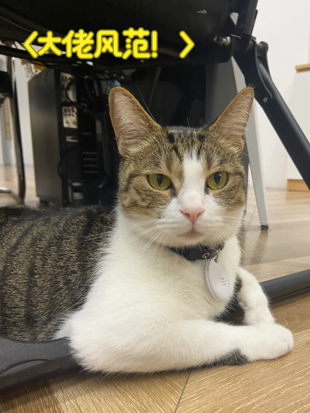 谁家小猫这么孔武有力吖~