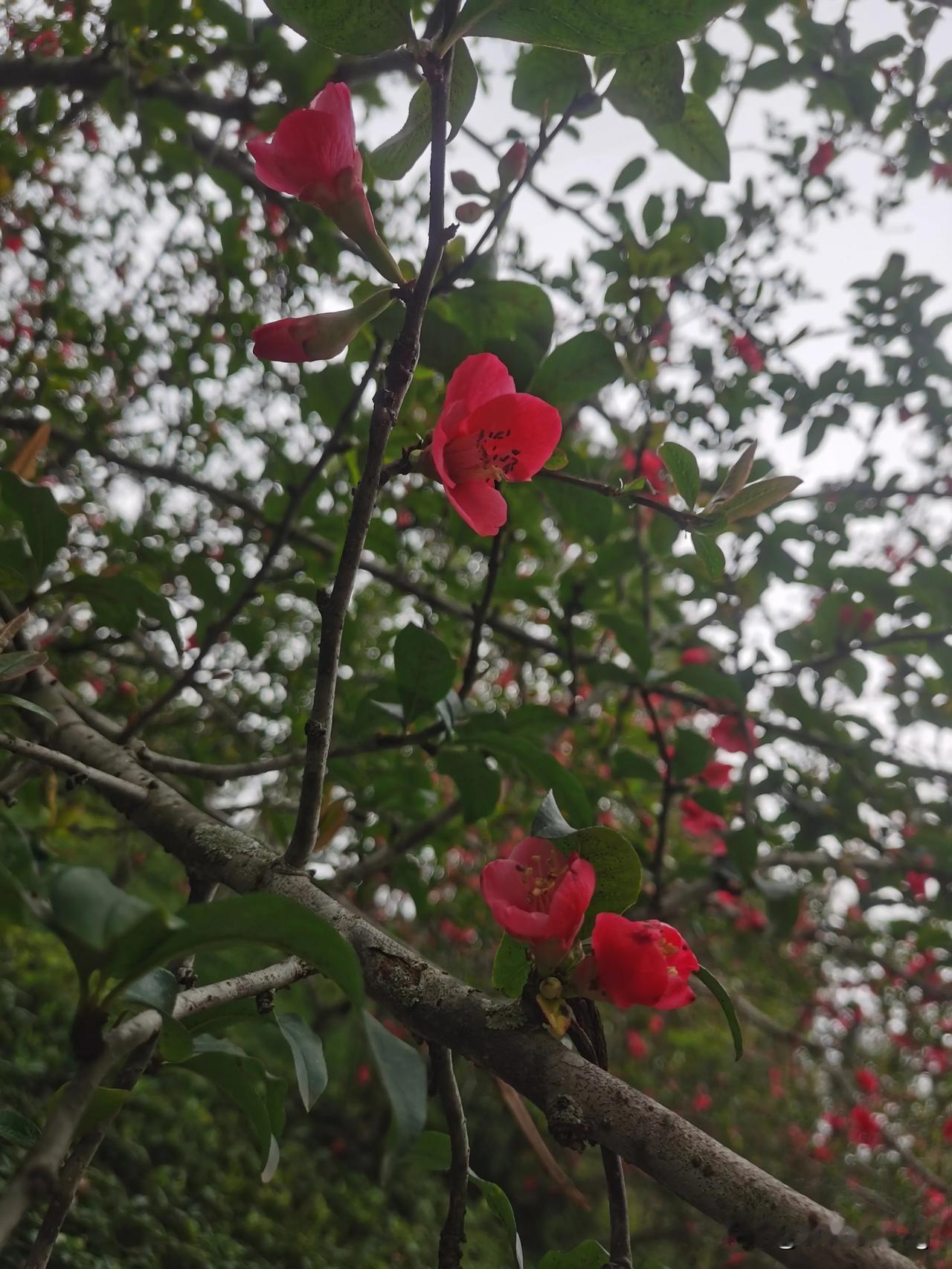 花开花落几春秋，岁月静好映芳流。