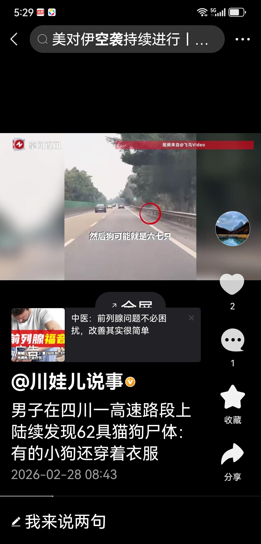 高速公路上的生灵之殇
春节往返于自贡与成都的高速途中，沿途数十具猫狗等动物的遗骸