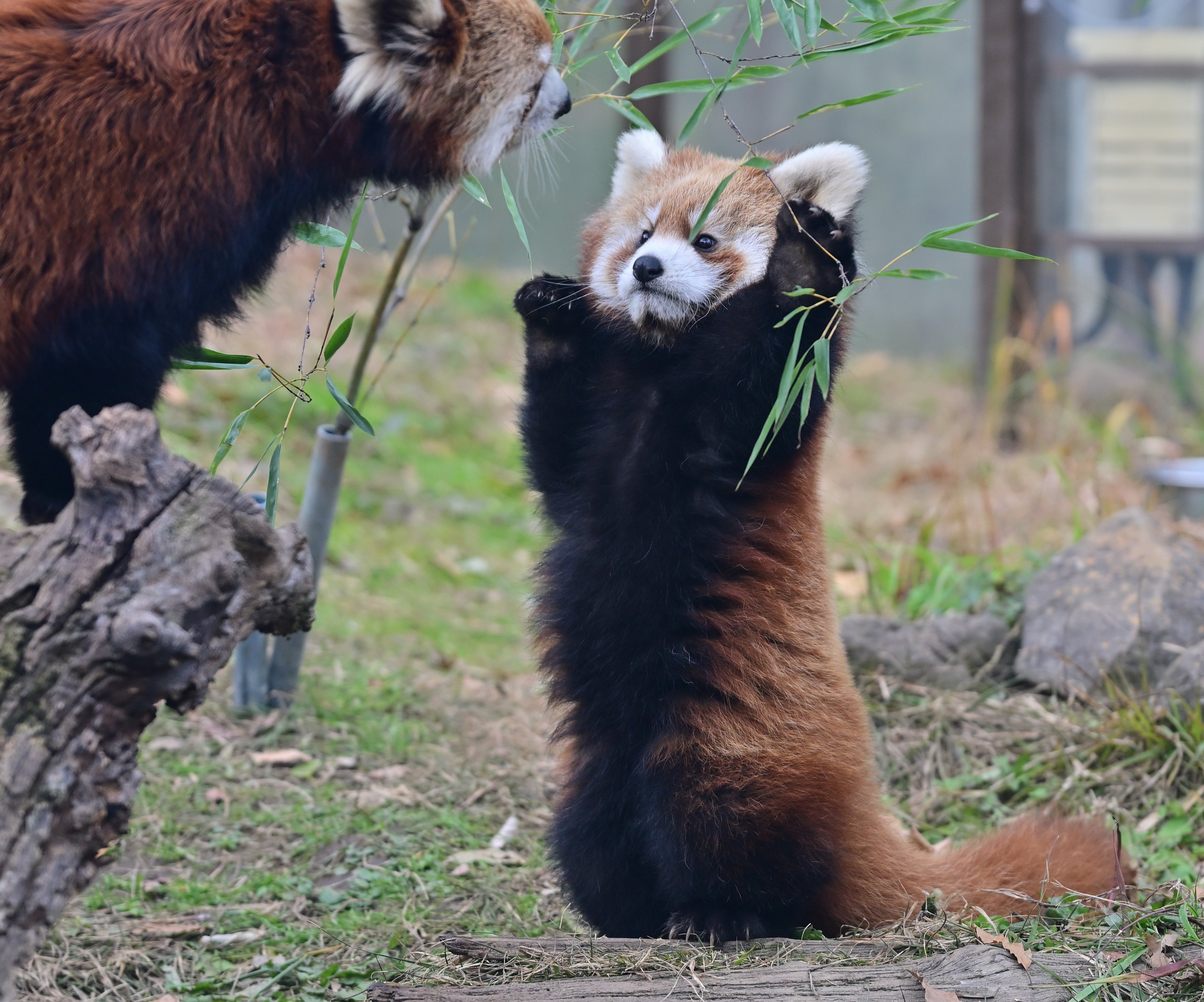 小熊猫 恶能扑妈~~最后被妈妈正义制裁了【推：mocos164】 