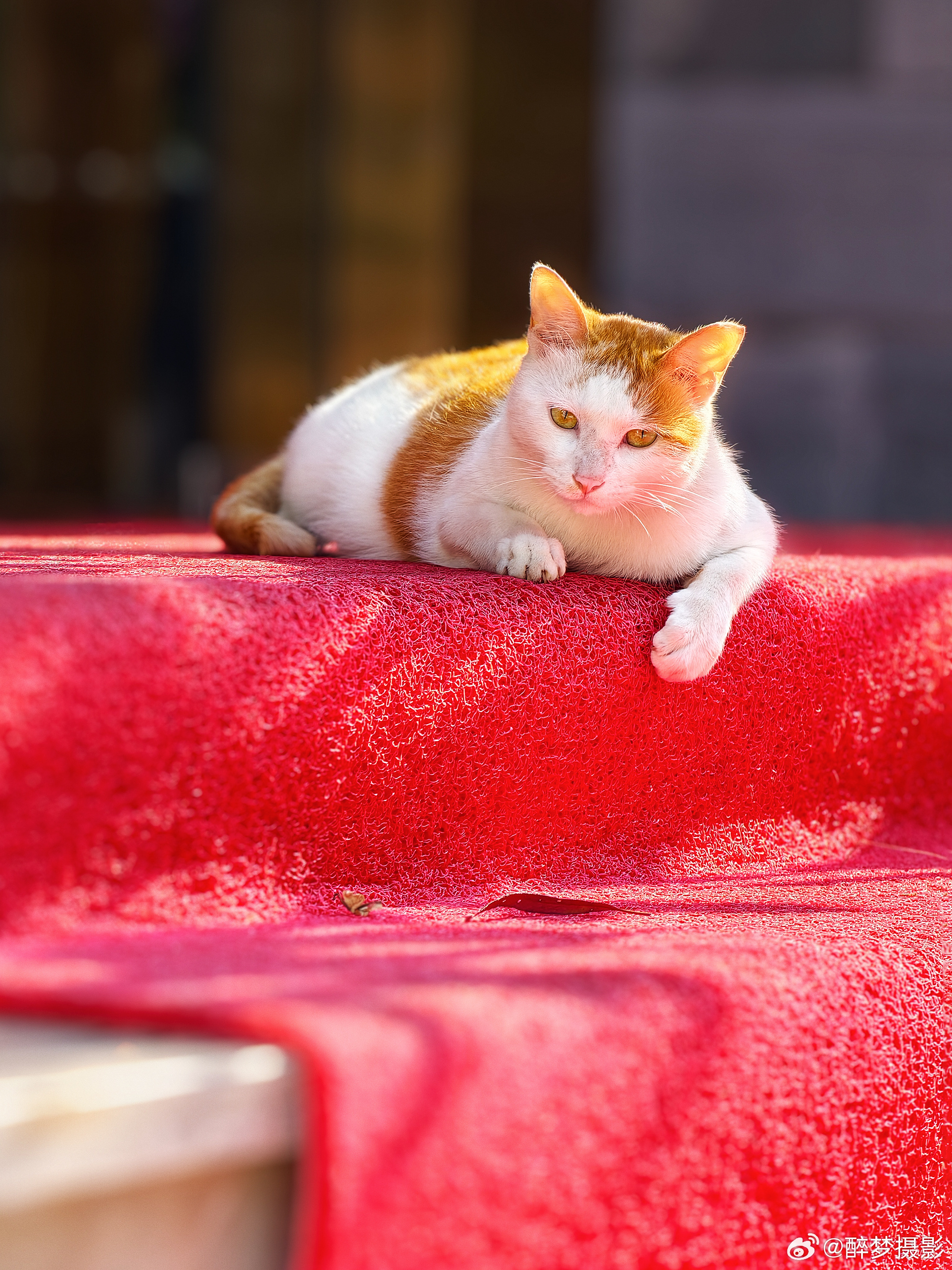 发光的猫大自然是最好的打光师📷 shot on vivo x300 pro 2