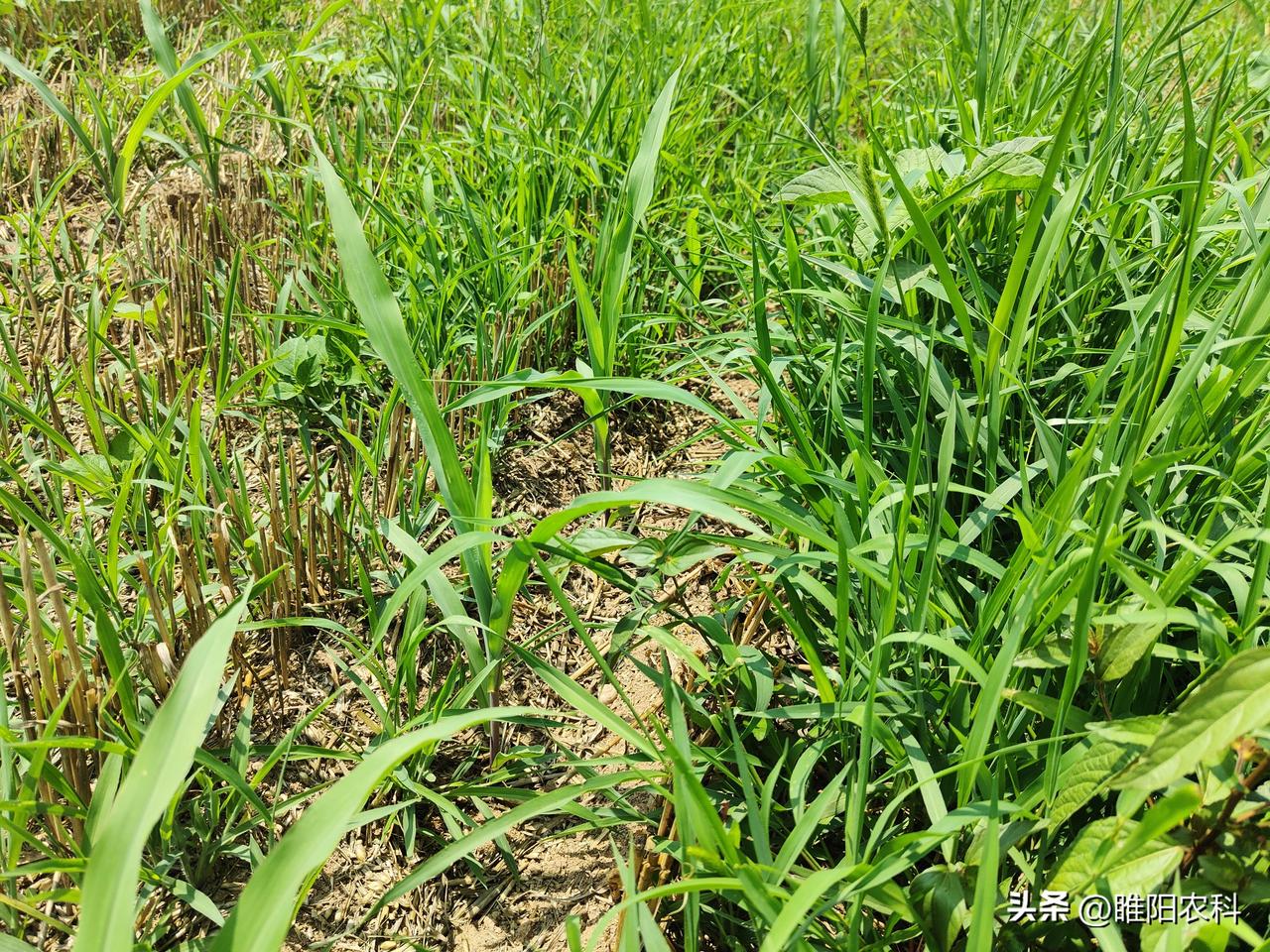 由于端午节下雨，田间湿度增大，各种各样的杂草都出来了，玉米生长加快，因此，端午过