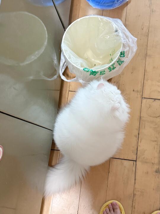 怎么这么小一只，像个仓鼠🐹！