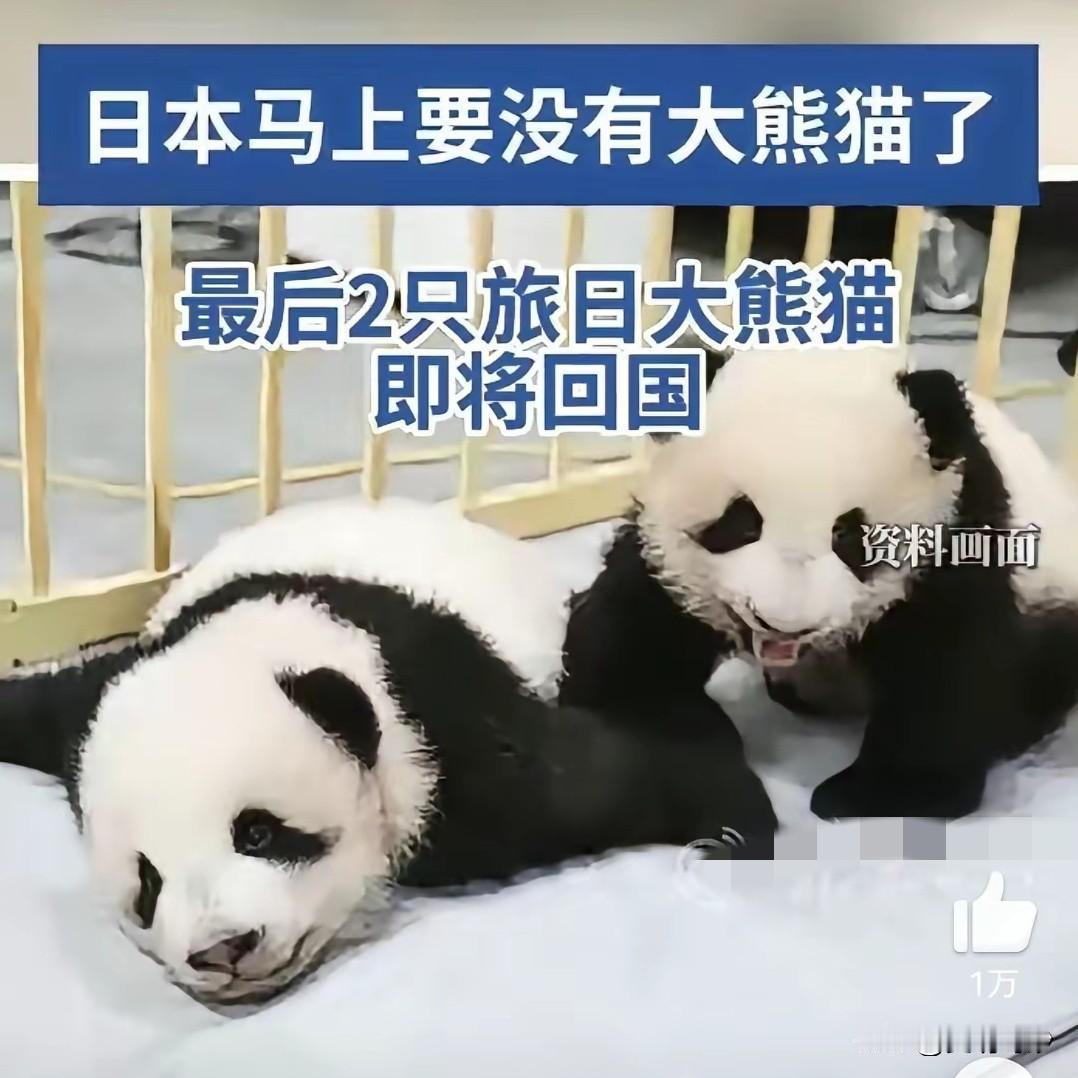 日人近来心发慌，中华熊猫将返乡。
仅剩晓晓和蕾蕾，明年二月要离场。
游客纷纷来探