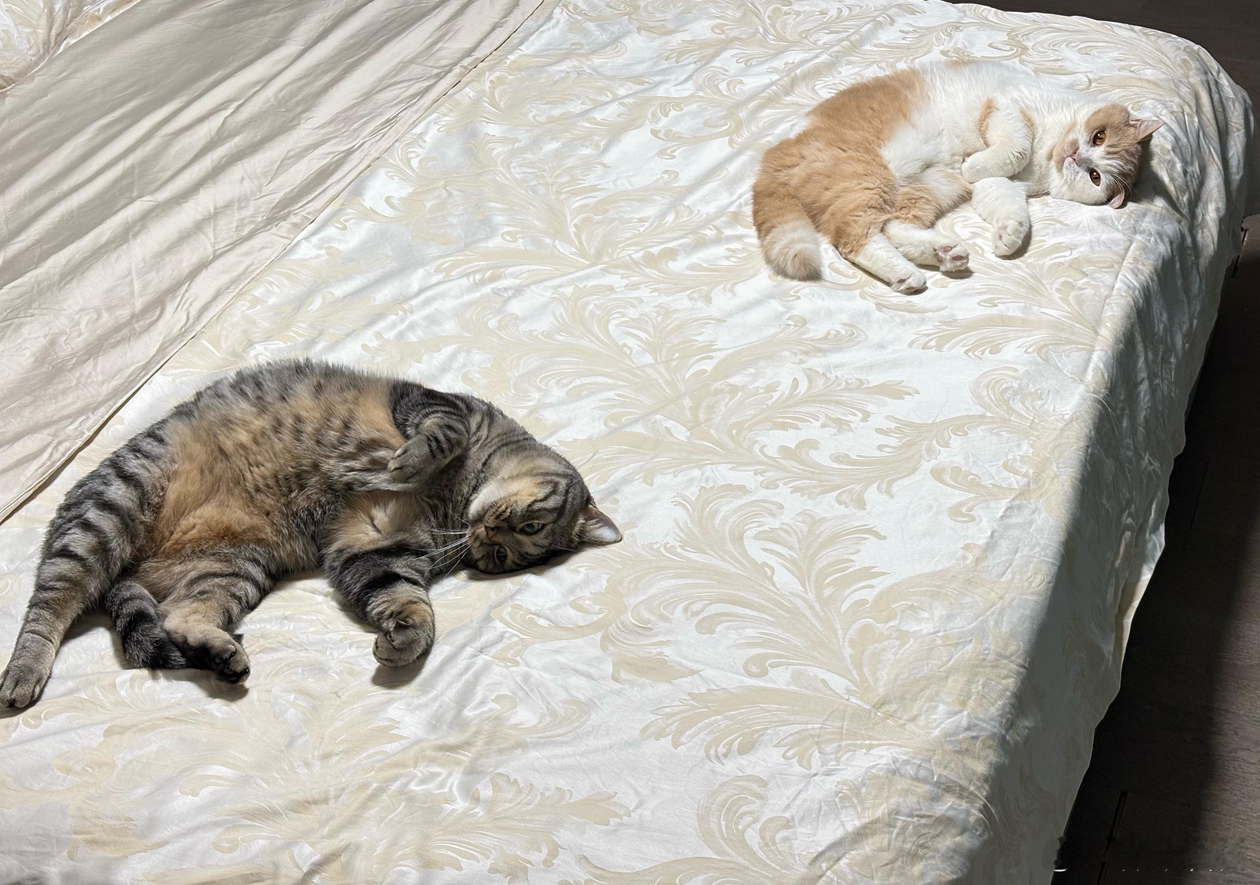 结巴的怀民洗完换上了猫猫已经爱不释手今晚让我来好好体验一下这个贵东西 