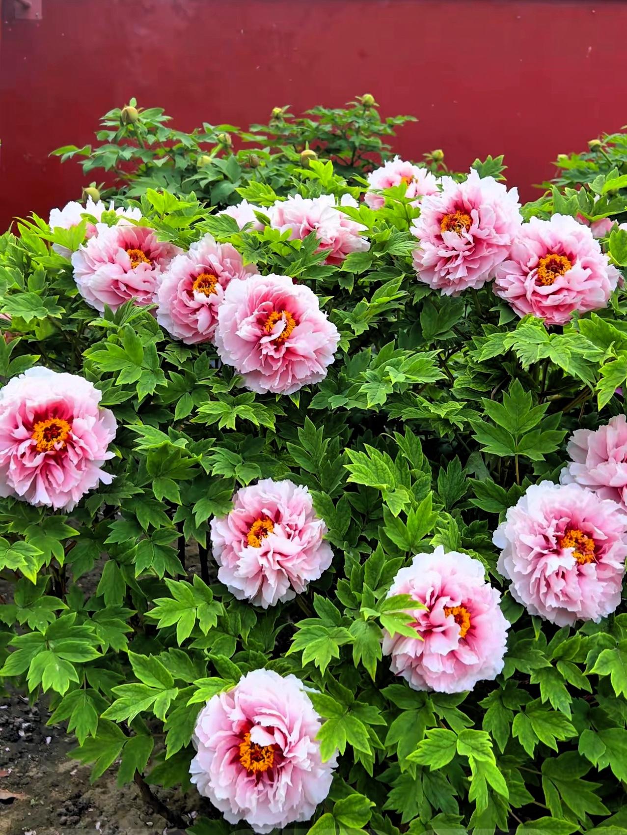 分享随手拍的花海照片牡丹花开，花海一片，美不胜收。