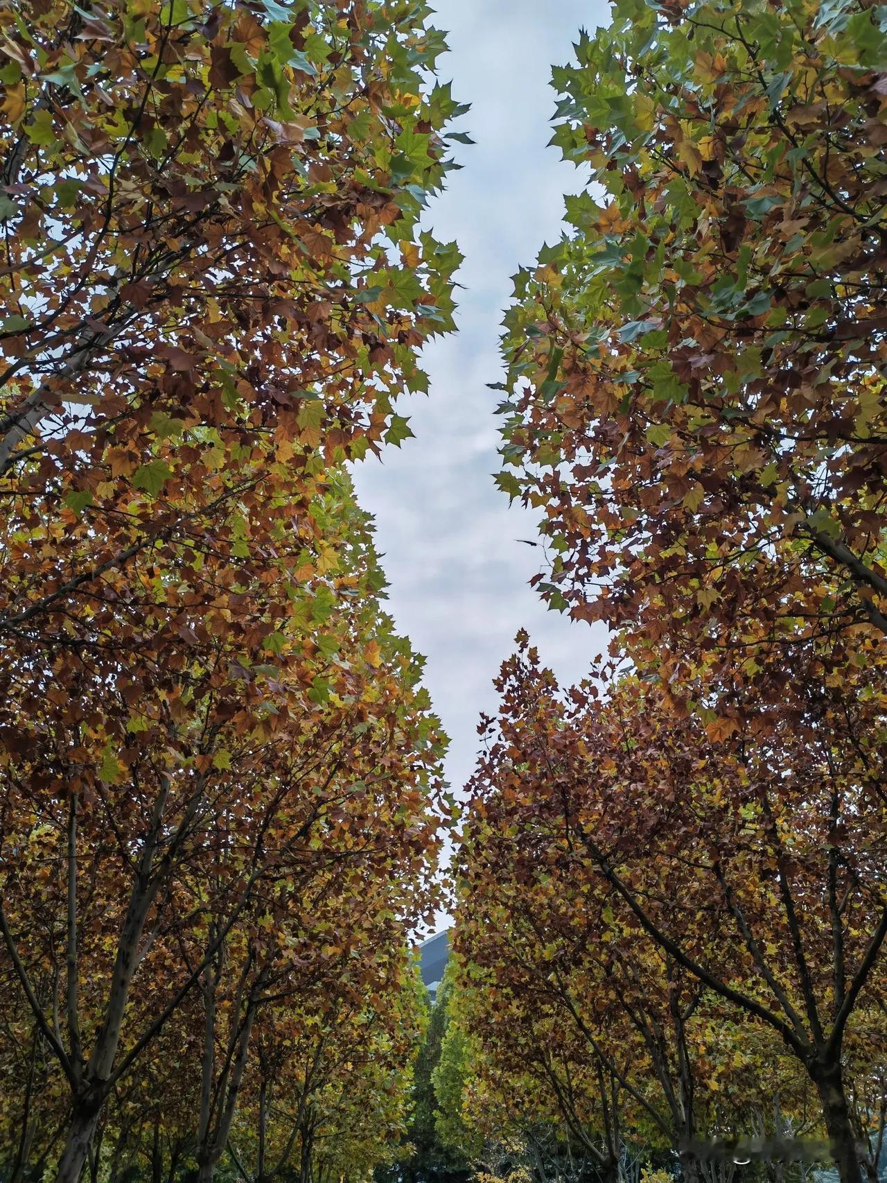 #可以分享一张秋景树叶的照片吗#秋天，是一年四季之中最为绚烂的篇章。随着夏日的热