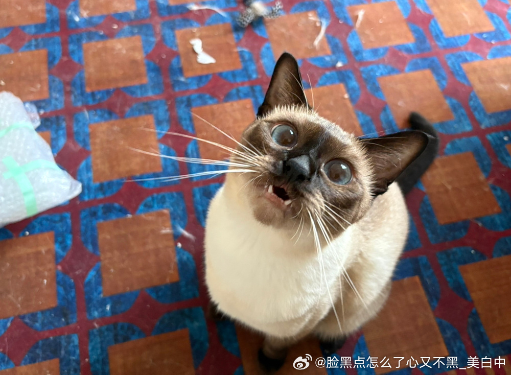 4158只黑脸拆家杏鲍菇 ​​​