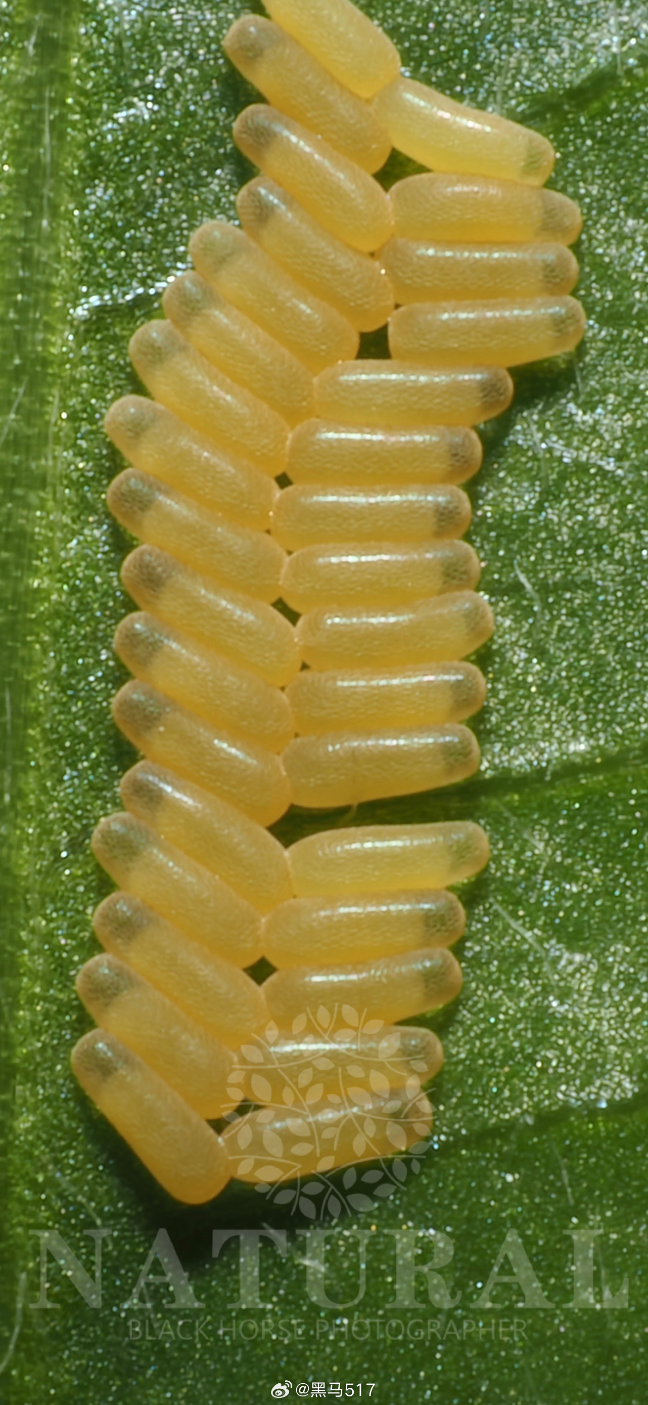 自然风物尽流光 