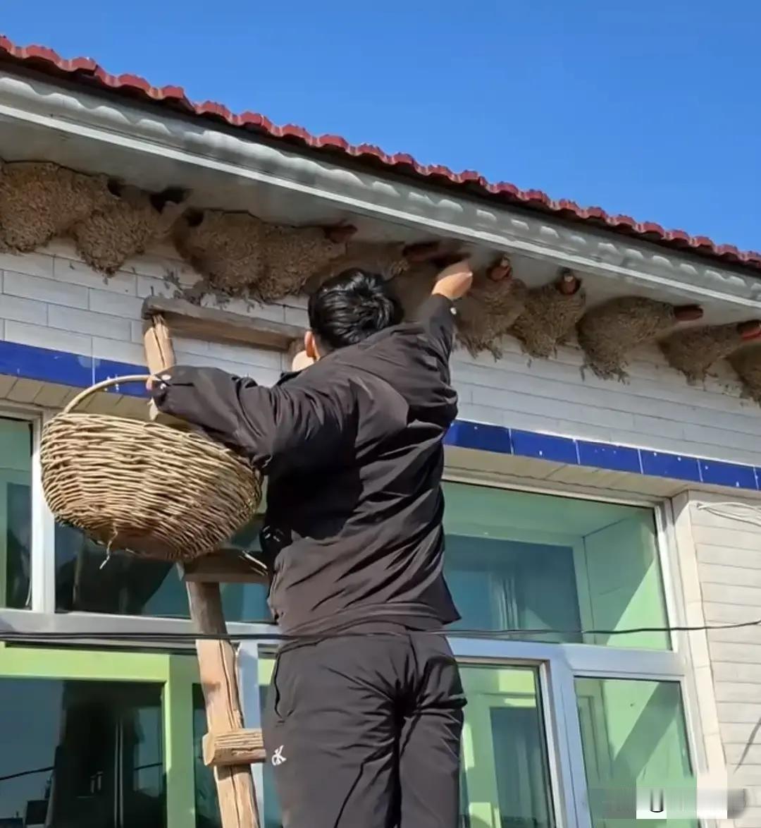 大家肯定猜不到，这个男子站在那么高的地方，一手拿篮子，一手拿玉米棒，究竟在干什么