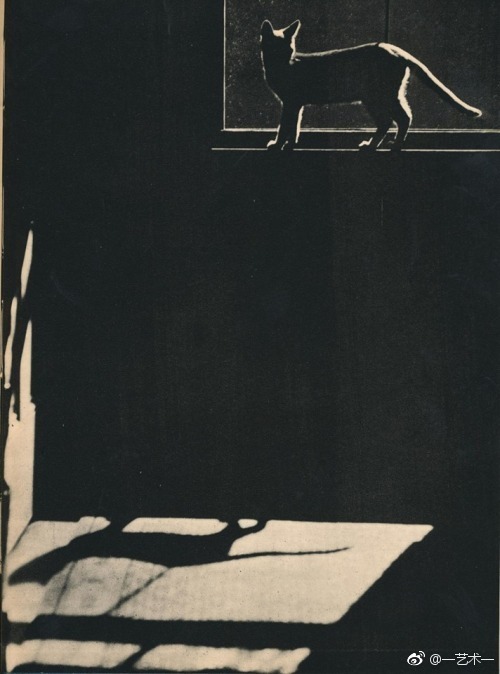 1938年的猫咪写真书《SAM》｜摄影师 Edward Quigley 