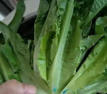 看了张家口大白菜泡甲醛，我又想到我以前买的各类蔬菜很多带有那种蓝色物质的绿叶蔬菜