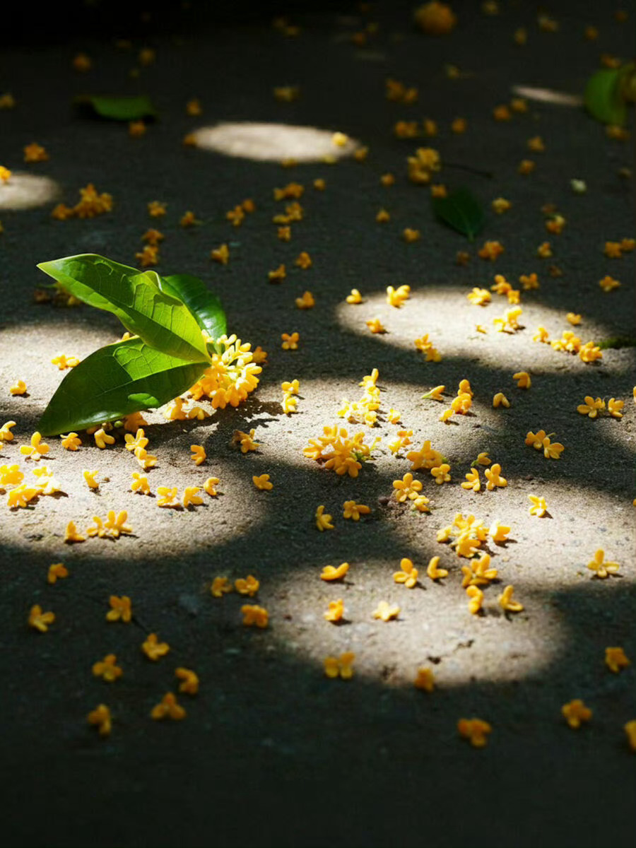 终于，夜也染上了秋意！人间，又多了几分薄凉…