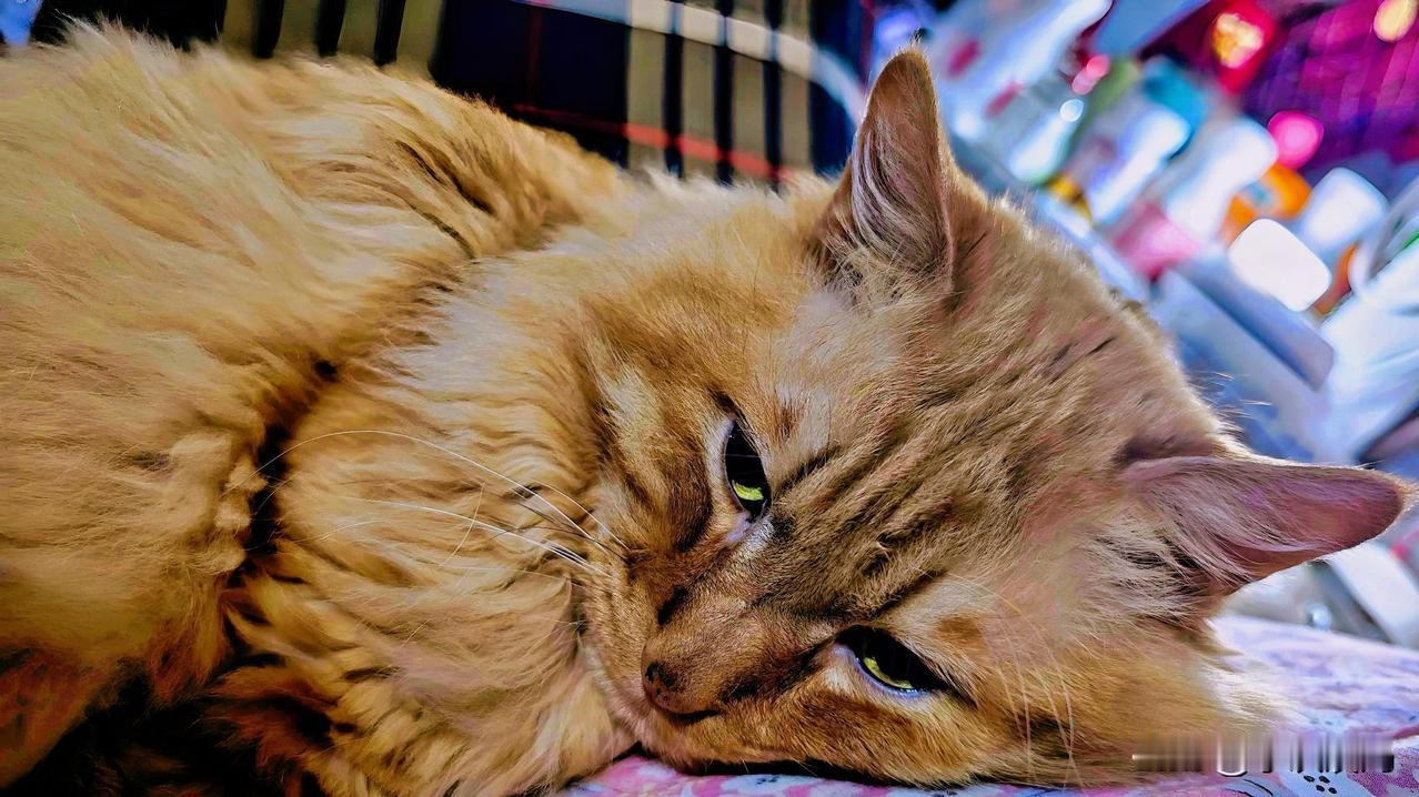 能晒一下你家猫咪慵懒的样子吗这就是我家小老虎慵懒的样子，张着大嘴打着哈气，睡意朦