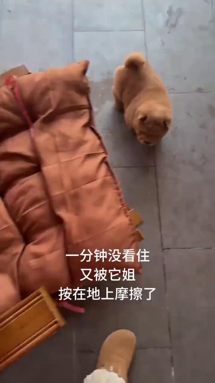一分钟没看住，又被它姐按在地上摩擦了。