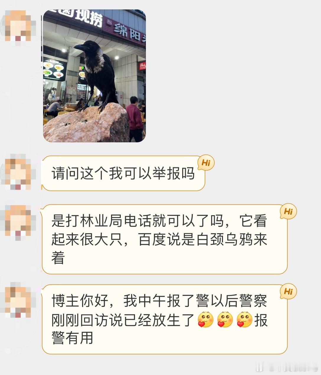 一只被店家囚禁的【白颈鸦】报警后被警察叔叔放走了，不管怎么样都希望它能好好的乌鸦