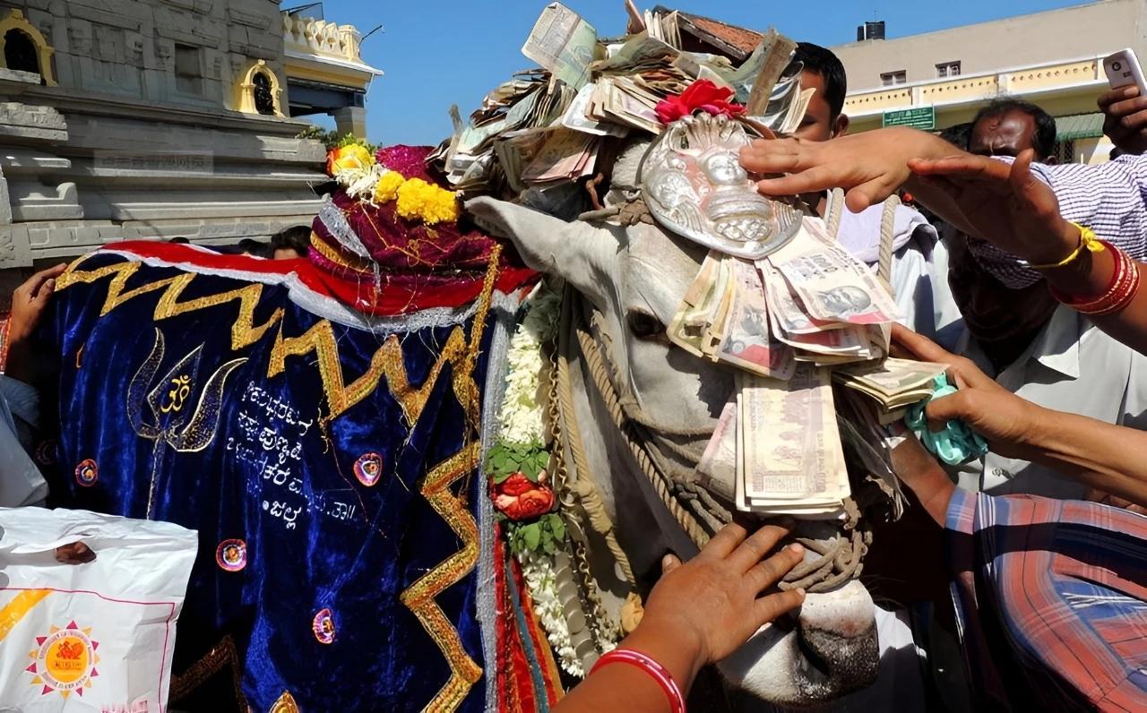 印度“牛王”苏丹身价2.4亿，每天一瓶威士忌，配种一次5万起

它的专用食谱上有