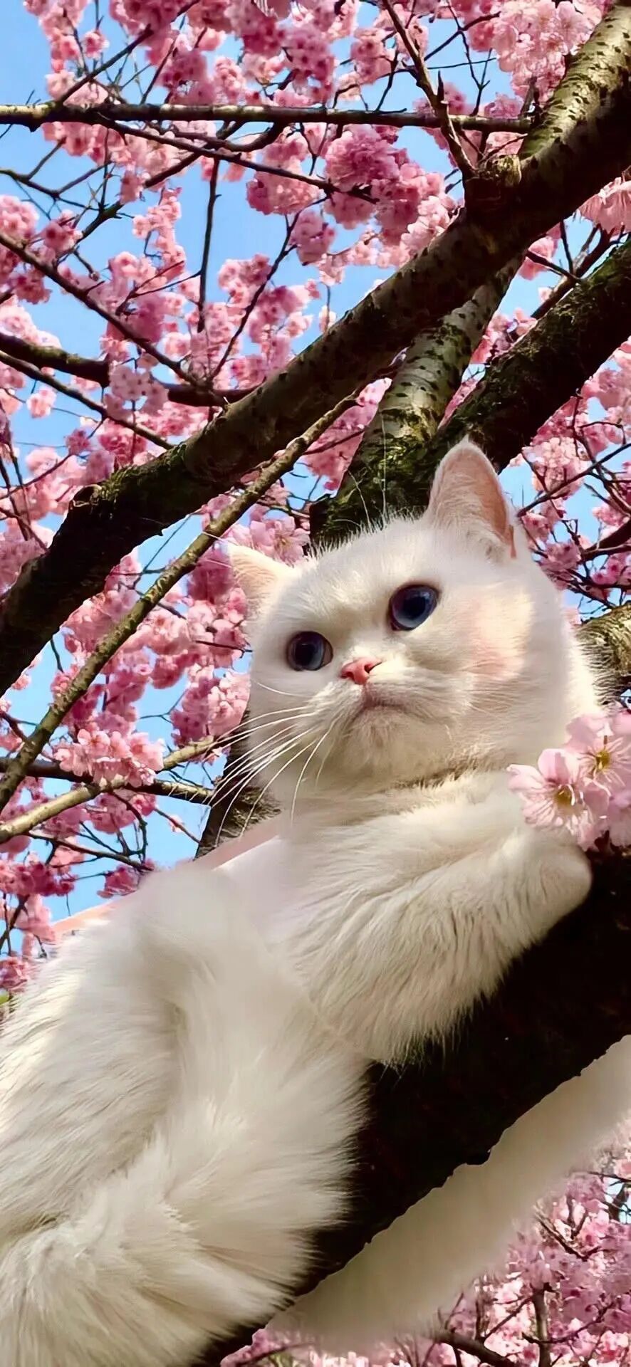樱花纷落时，白猫静卧枝头，眸中盛满春光与温柔。可爱的猫咪^•͈༝•^ฅ谁不爱呢？