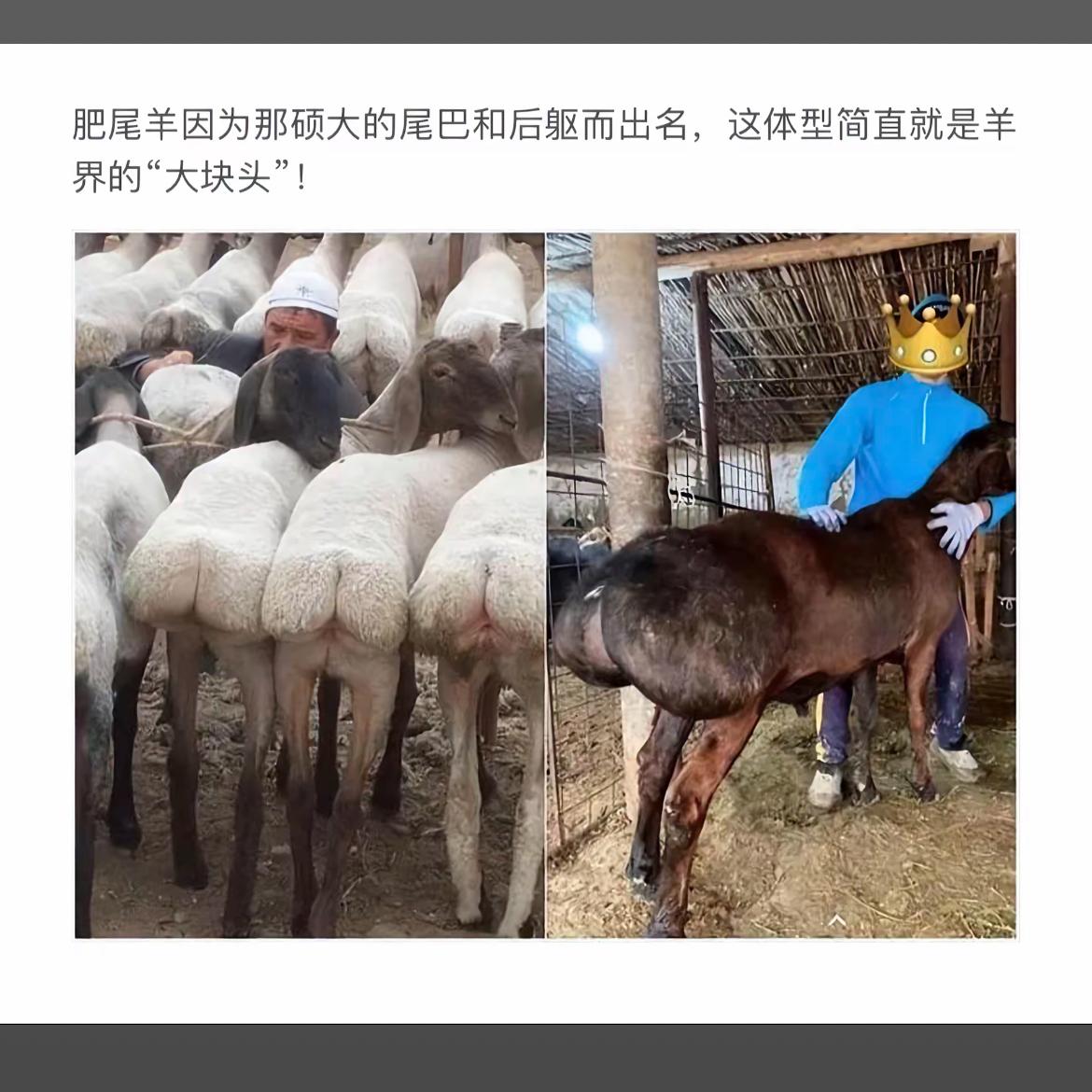 “羊界的大块头”肥尾羊，体型壮硕，引人注目！🐑👑