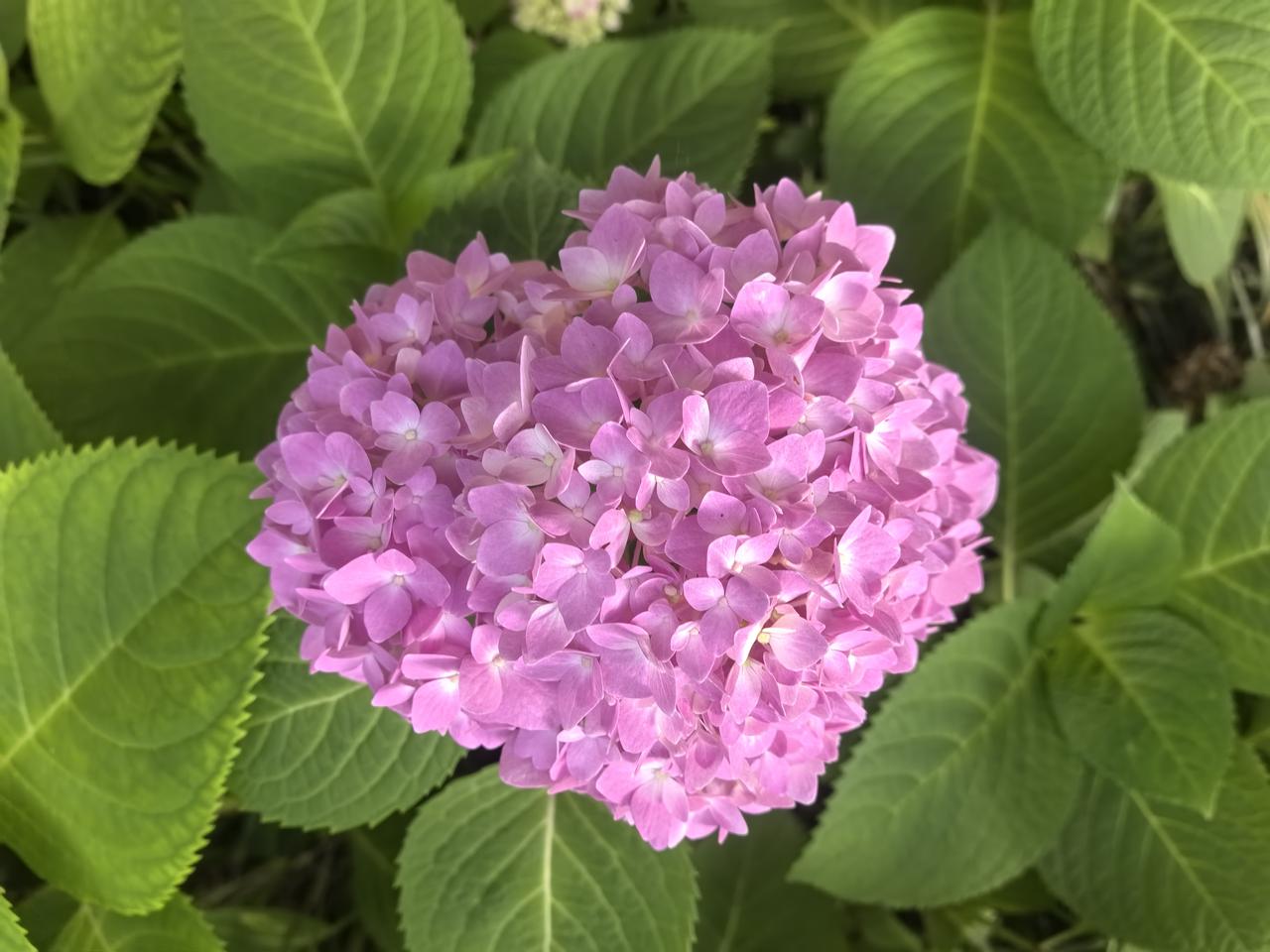 粉嫩欲滴的绣球花，绽放出春天的气息！🌸💕