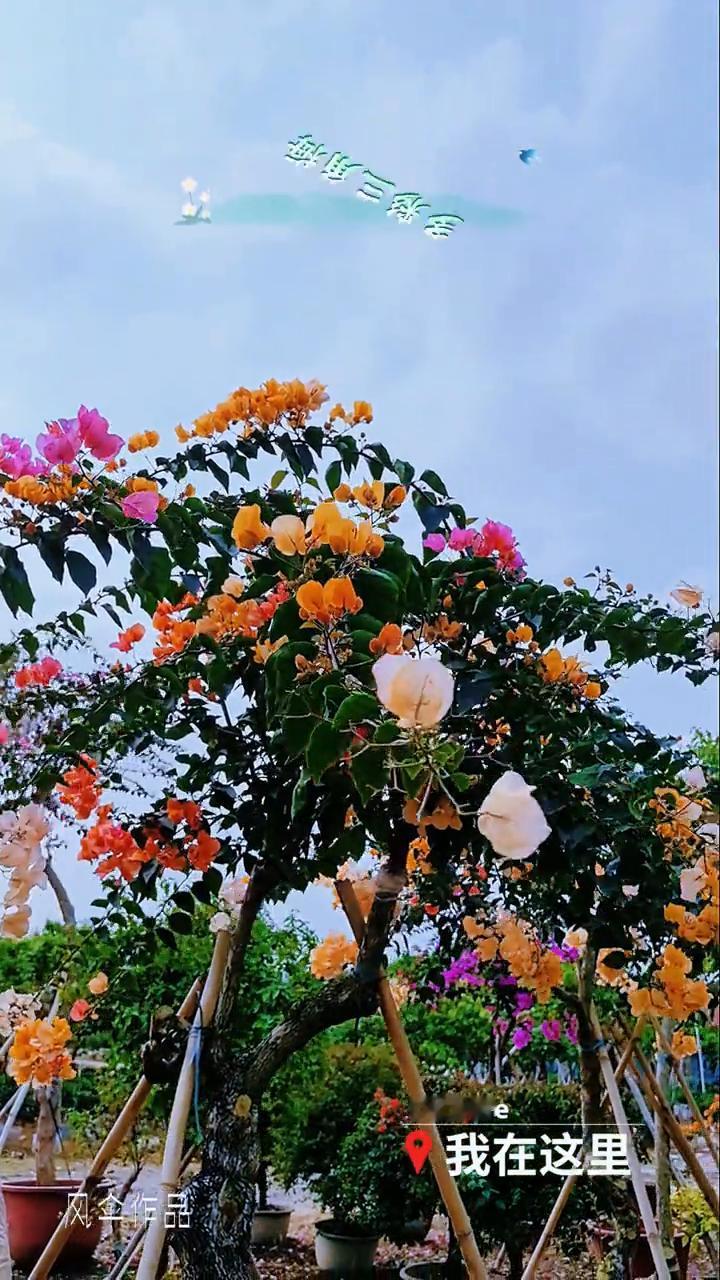 多彩三角梅。
风伞作品。
我在这里，我在这里。