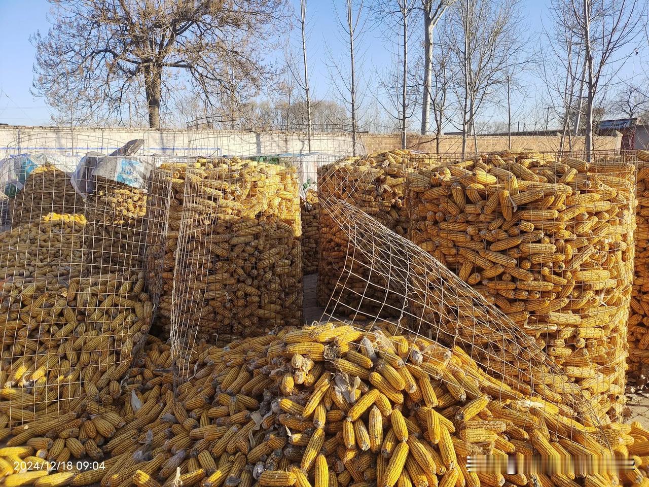 今天卖玉米每少0.75元，每亩地1360元，知足了[祈祷]