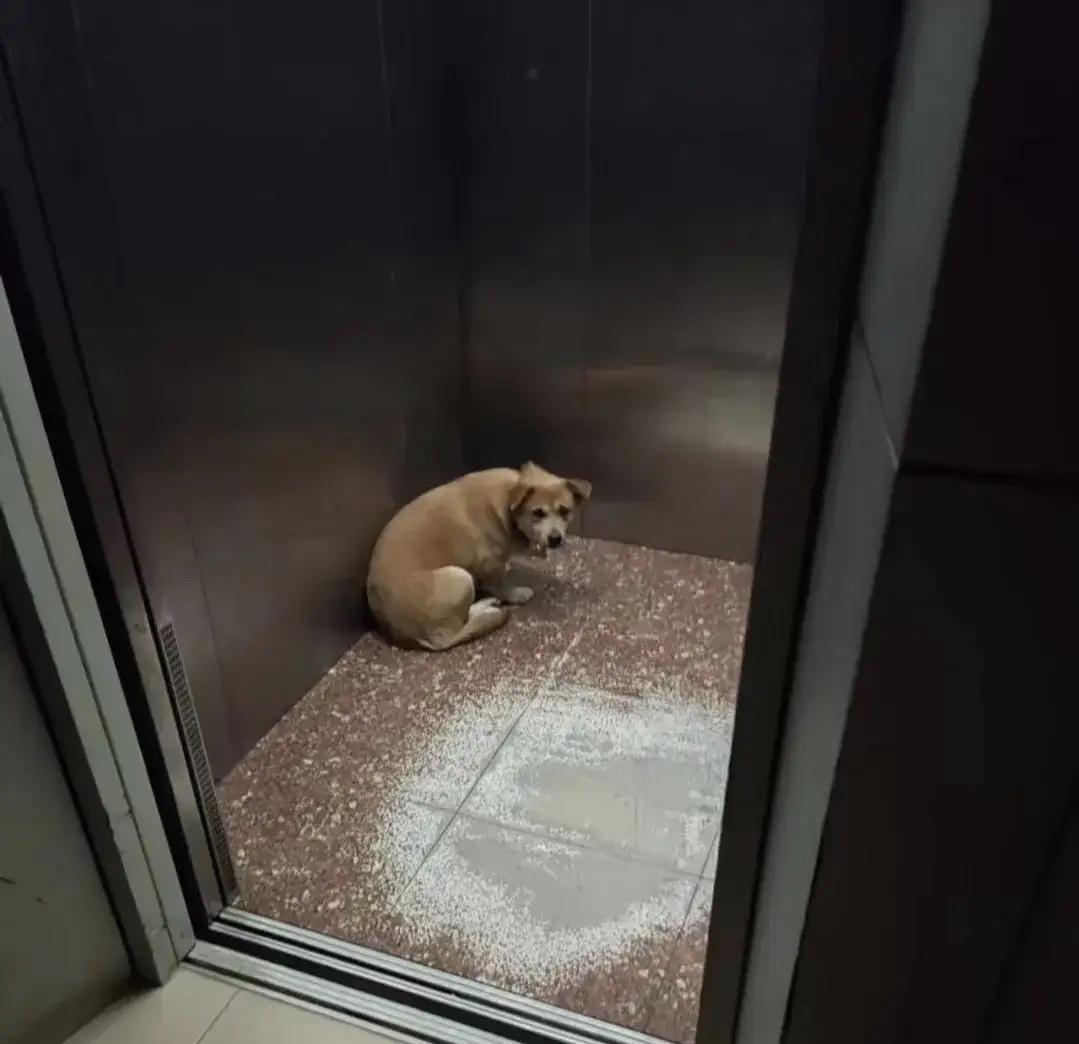 八楼一户人家搬走了，可能觉得小土狗不值什么钱也就没带走。开始还有人嫌弃它脏，怕它