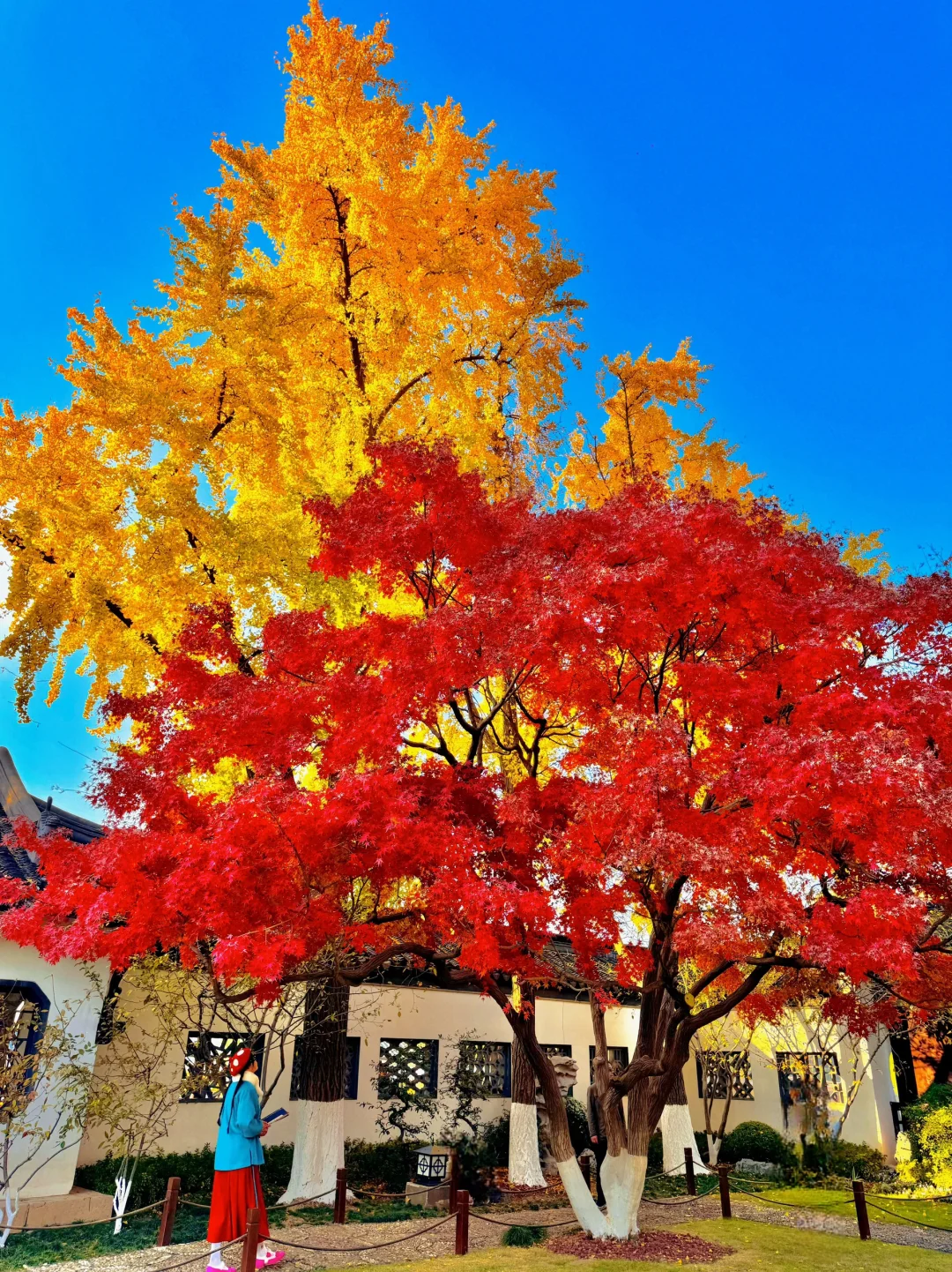 12.2 live实况！南京红枫顶流…美到封神😭