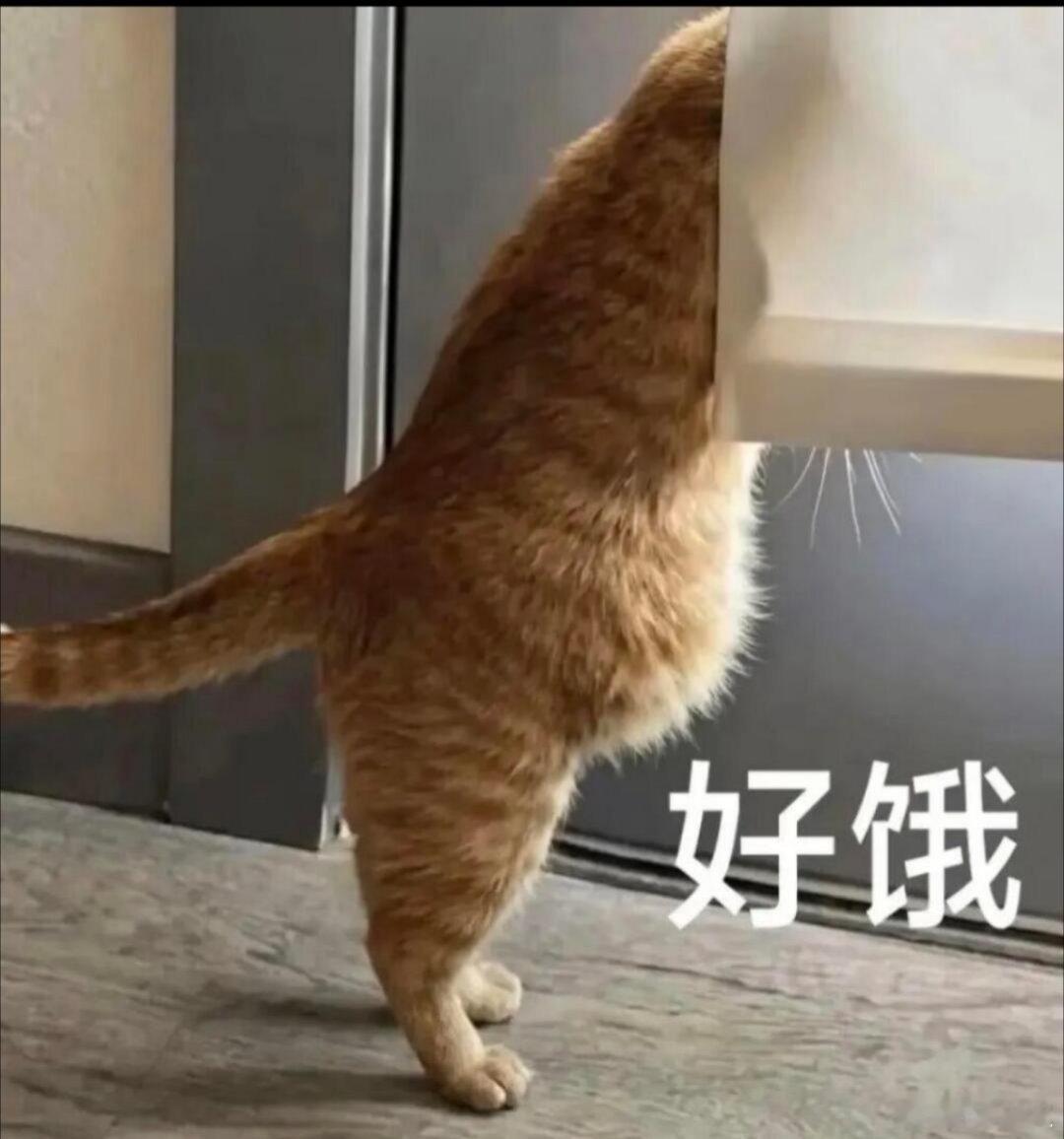 干饭时间！宝子们晚上吃的什么？[干饭人] ​​​