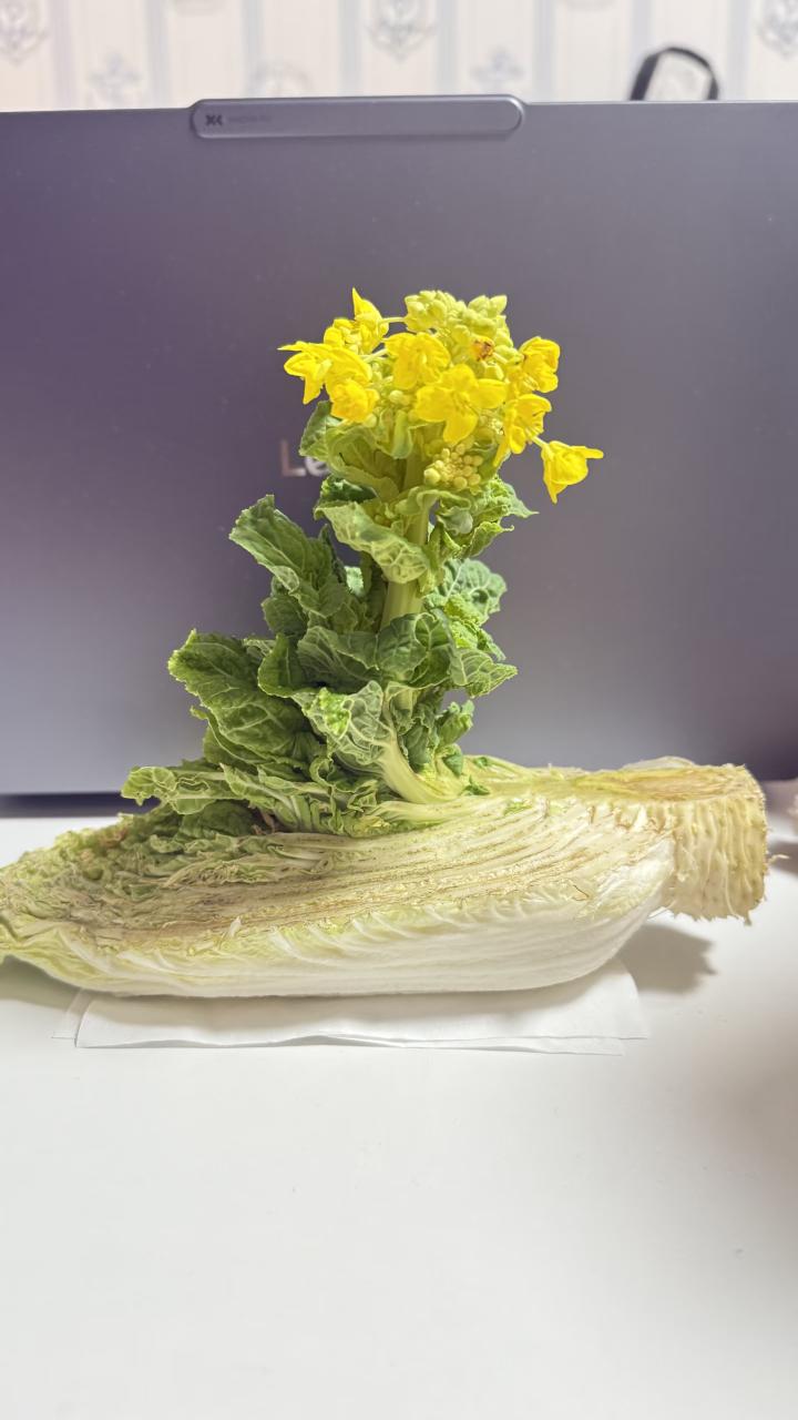 白菜🥬放着，它自己开花了[大笑]