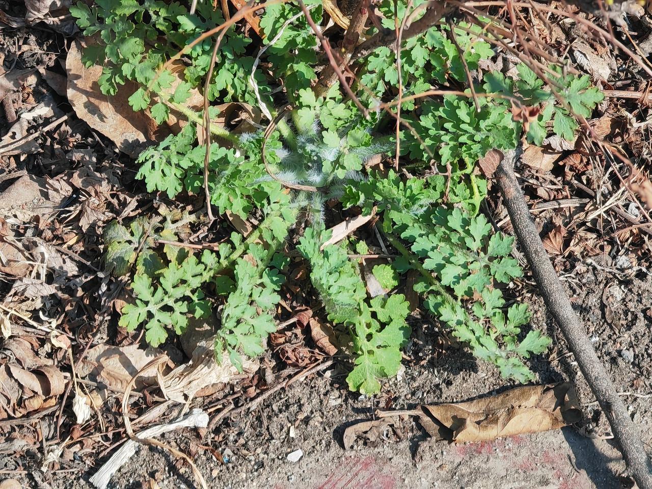 小区向阳楼前
花圃中
突然发现了
这种植物
好像昨天还没看见呀
你能说出这是什么