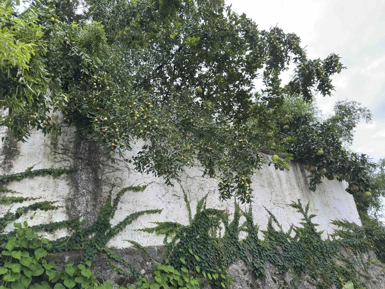 从民宅伸进公园的果树枝上的水果，有人任意采摘吗？No！

公园的围墙，围墙那边是
