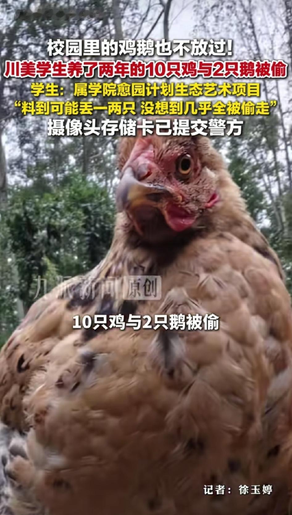 四川美术学院，校内 “快乐小鸡喂养合作社” 被盗一事在社交平台引发大量讨论，学生