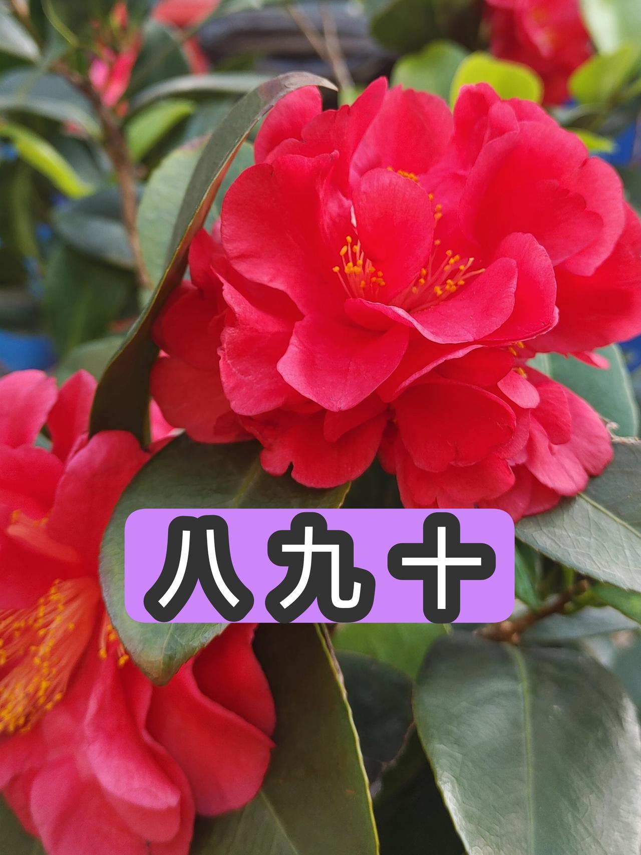 大红茶花 涨知识猜字脑筋急转弯上热门