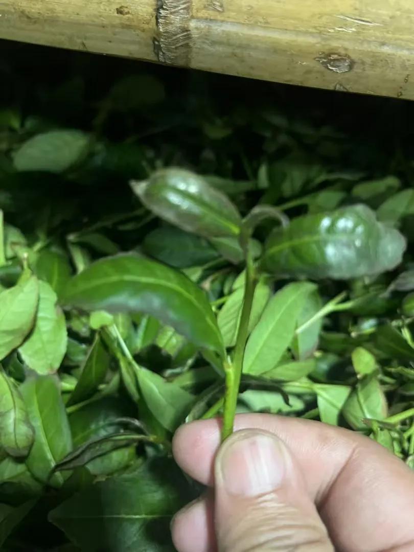 品茶容易做茶难！要做好这野生茶确实不容易！工夫不负有心人终于搞定了！