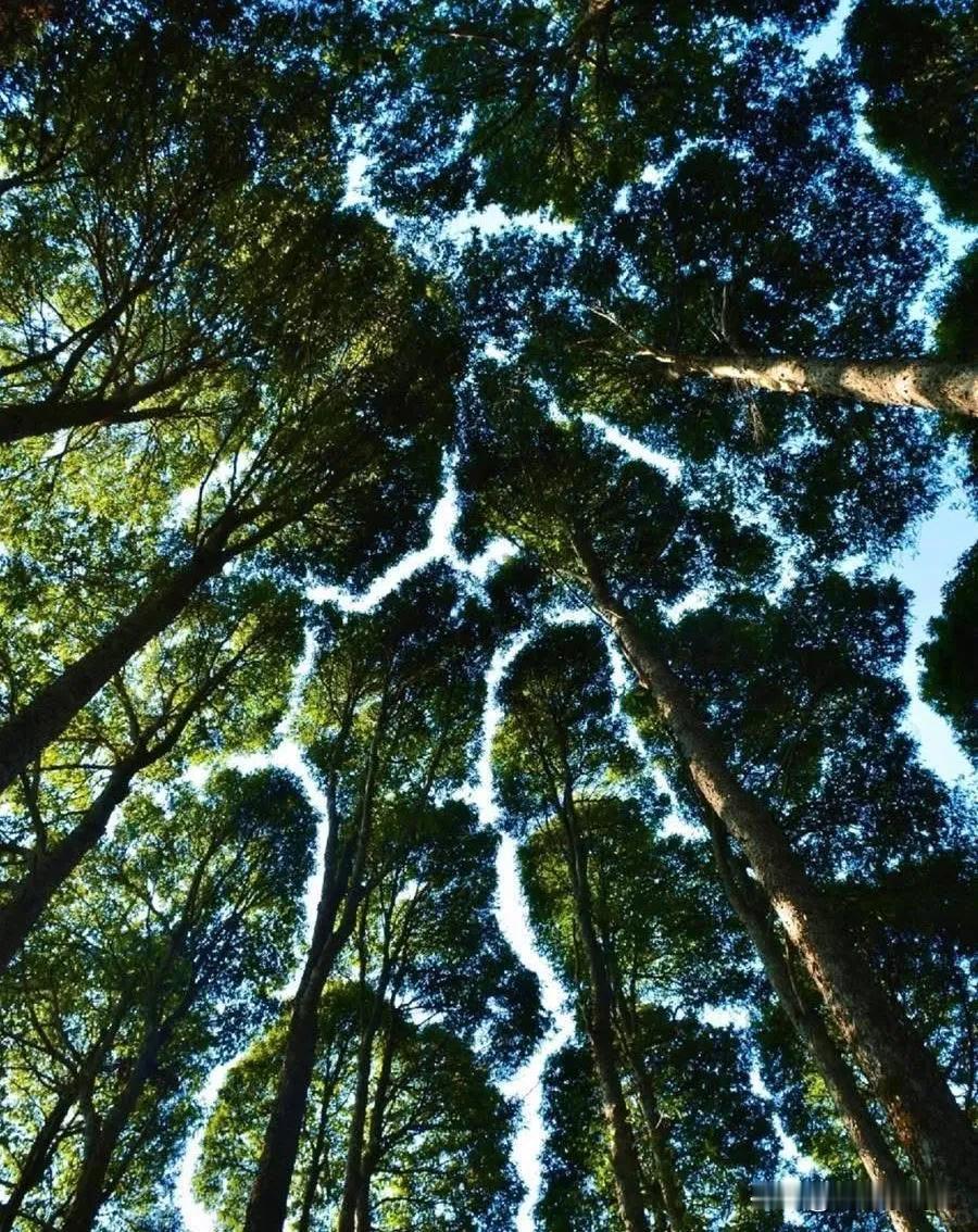 教科書級別的“樹冠羞避”
樹冠羞避（Crown Shyness）又叫冠層脫落，指