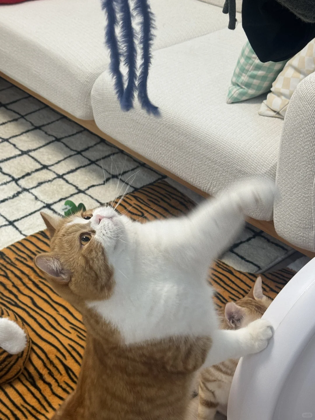 啊 要被可爱死啦！