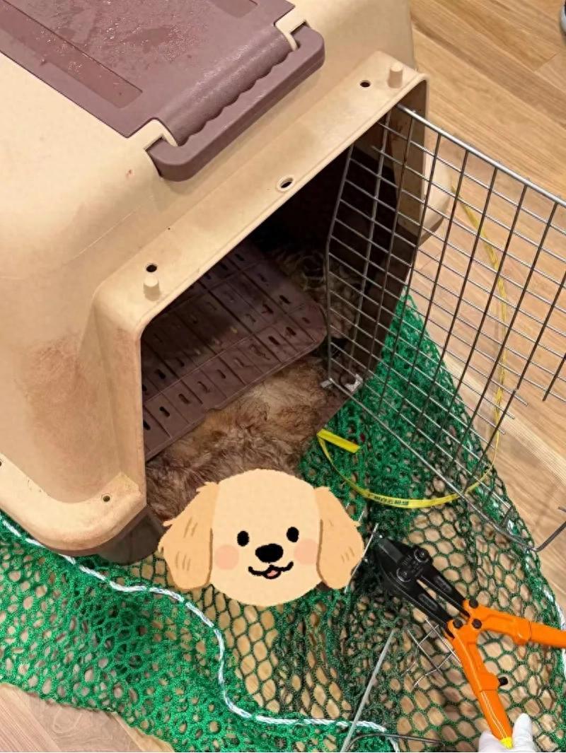 航班落地之后宠物失联近2小时，主人等来的却是遗体！

网友梁女士带着养了五年的宠