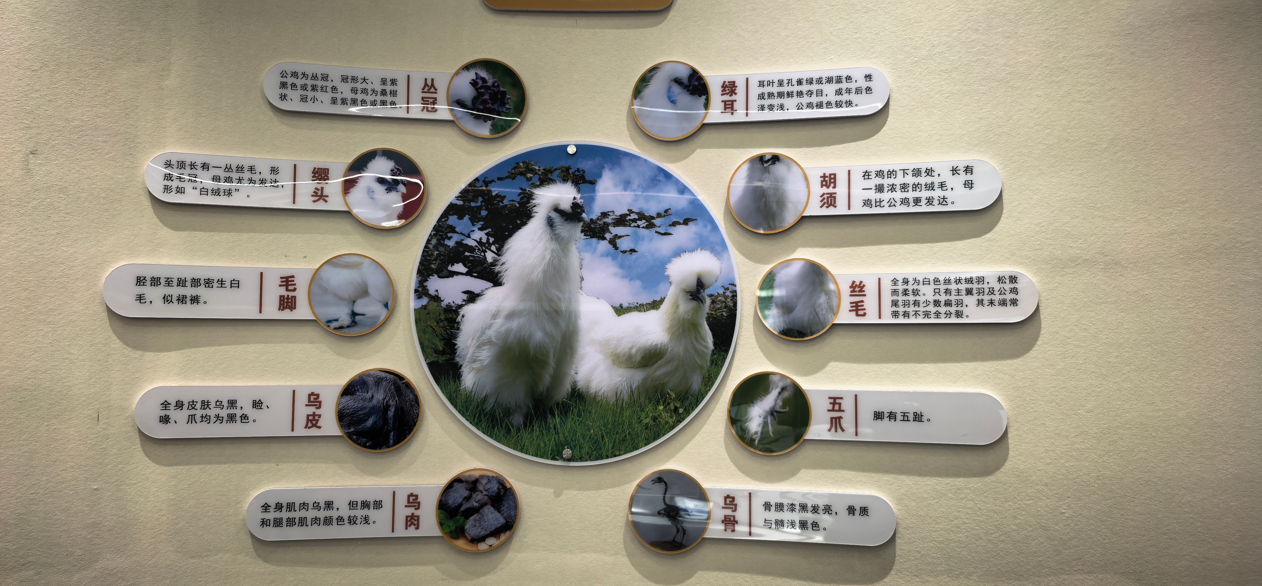 不是所有的乌鸡都叫泰和乌鸡，记住图一的泰和乌鸡特征，买了不上当哈，泰和乌鸡全身都